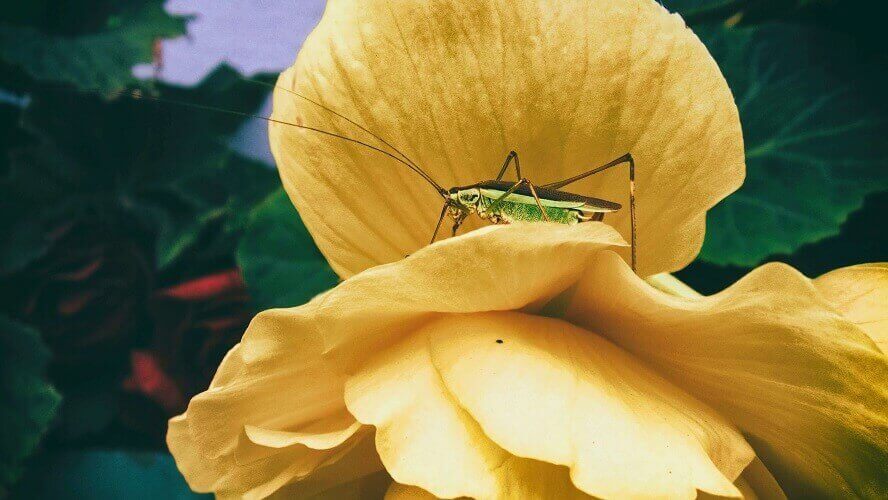 cricket on a flower